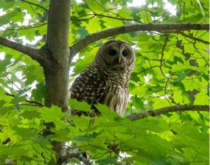 Owl perched on a tree branch.